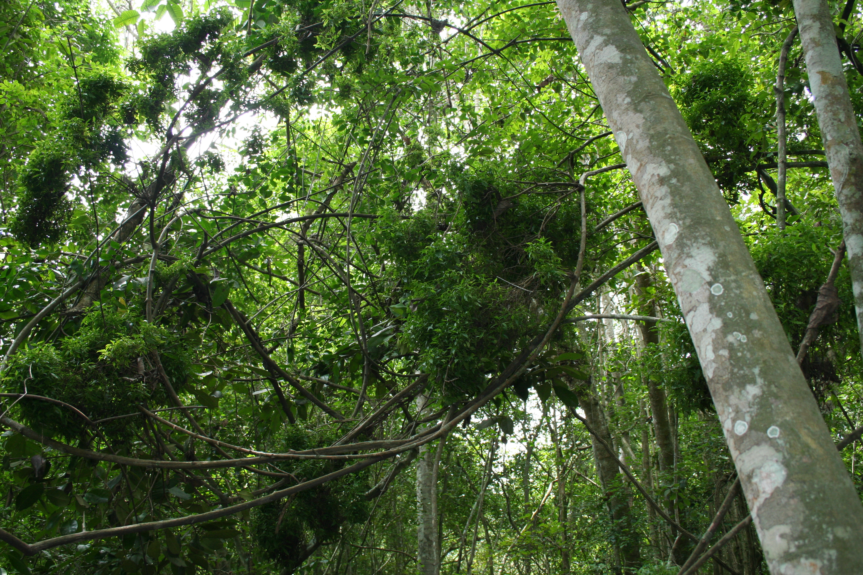 noticias-destacadas/taller-de-dendrologia-en-el-jardin-botanico-juan-maria-cespedes