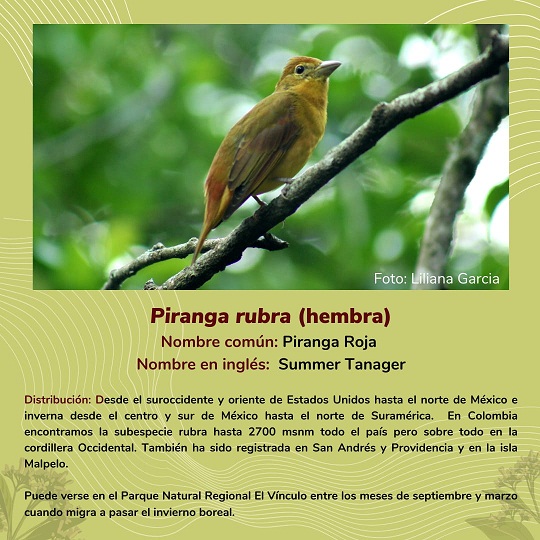 noticias-destacadas/piranga-rubra---aves-del-pnr-el-vinculo